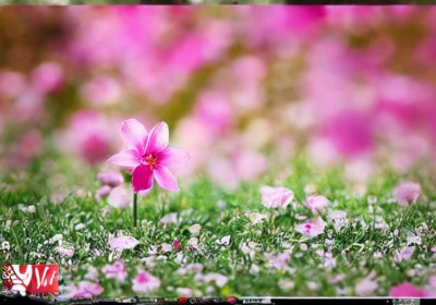 Strategy vs tactics for marketing