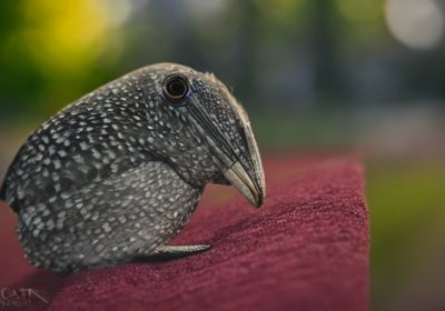 How To Access Google Analytics API Via Python