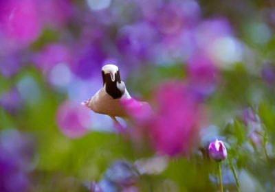 WordPress Project to Evaluate Replacing Slack with Matrix Open Source